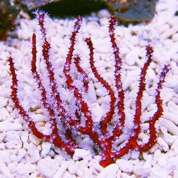 Diodogorgia nodulifera (Red finger gorgonian) L (Ong. 7-8 cm, Ophalen of Verzenden, Nieuw