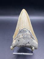Megalodon - Fossiele tand - Carcharocles megalodon - 9 cm, Verzamelen, Mineralen en Fossielen