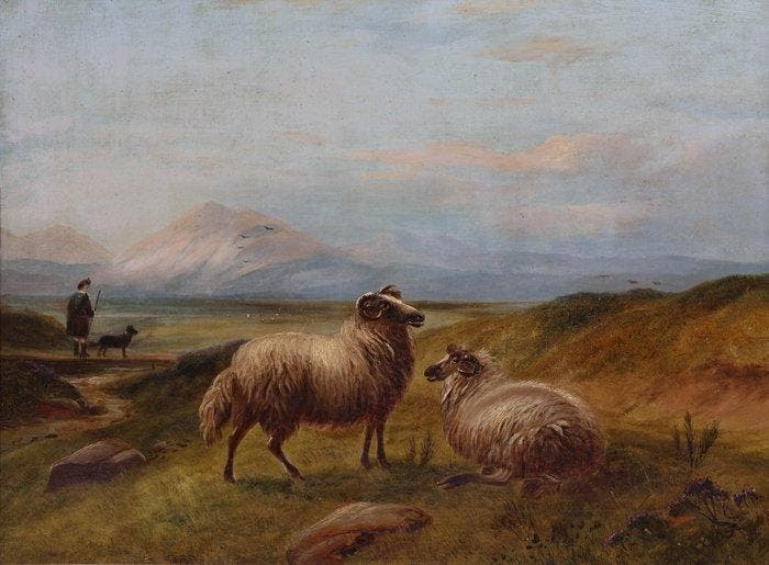Charles Jones (1836-1892) - Sheep, Antiek en Kunst, Kunst | Schilderijen | Klassiek