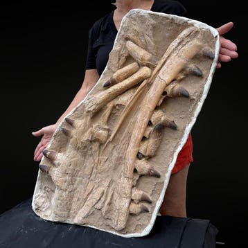 Spectaculaire mosasaurus-kaak Curry Prognathodon –, Verzamelen