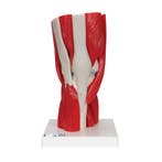 Anatomie model knie met spieren, Sport en Fitness, Massageproducten, Nieuw