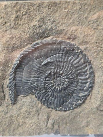 Ammoniet - Gefossiliseerd dier - Trachyceras