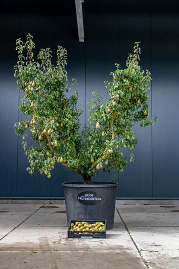 Oude Fruitbomen, Ophalen, In pot