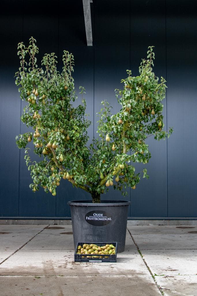 Oude Fruitbomen, Tuin en Terras, Planten | Fruitbomen, In pot, Ophalen