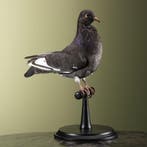 Duif Taxidermie Opgezette Dieren By Max, Verzamelen, Dierenverzamelingen, Ophalen of Verzenden, Nieuw, Vogel, Opgezet dier