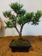 Boeddha-den bonsai (Podocarpus macrophyllus) - Hoogte, Antiek en Kunst