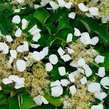 Klimhortensia Tuin Collectie – 3 Planten Sierplanten, Tuin en Terras, Verzenden, Hortensia, Struik