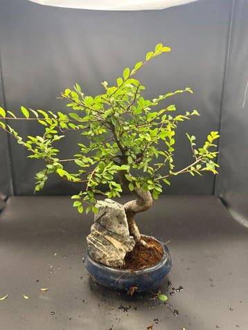 Japanese iep bonsai (Zelkova) - Hoogte (boom): 30 cm -