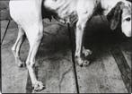 Jean Janssis (1953-) - Dog. c. 1998
