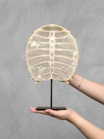GEEN RESERVEPRIJS - Prachtige Chinese zachtschildpad-carapax, Antiek en Kunst