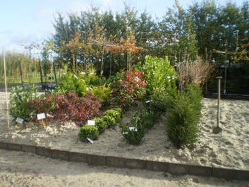 Laurier struik taxus bomen, Overige soorten, 100 tot 250 cm