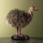 Struisvogel Kuiken Taxidermie Opgezette Dieren By Max, Ophalen of Verzenden, Nieuw, Vogel, Opgezet dier