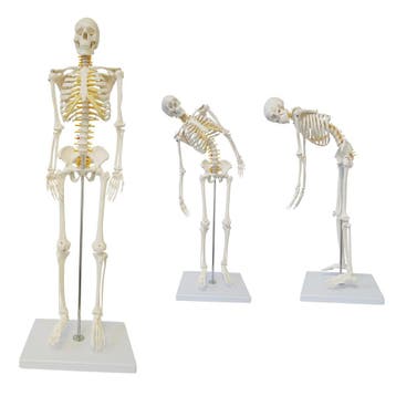 Anatomie model menselijk skelet met ruggenmergzenuwen, f..., Nieuw
