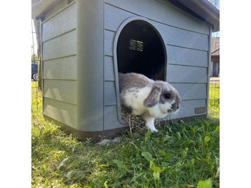 Pepita - Hondenhok - Ecologisch huisdierhuis - Bruin/Groen -, Verzenden, Nieuw