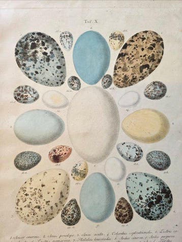 Grässner, Fürchtegott - Die Vögel Deutschlands und ihre Eier