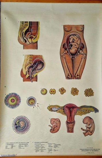 Anatomisch model (2) - Papier, Canvas - 1960-1970 -