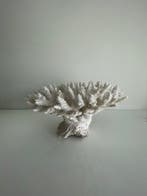 Koraal Koraal - Acropora humilis (Zonder minimumprijs)