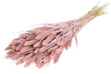 Setaria Trosgierst Misty Pink Bundel, Ophalen of Verzenden, Nieuw