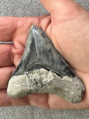 Megalodon-tand 7,9 cm - Fossiele tand - Carcharocles