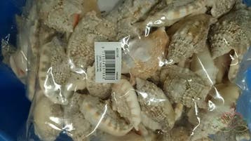 Strombus Aurisdiane Schelpen 1 kilo, Ophalen of Verzenden, Nieuw