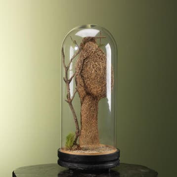 Bayawever Nest in Stolp Taxidermie Opgezette Dieren By Max, Verzamelen, Dierenverzamelingen, Ophalen of Verzenden, Nieuw, Wild dier