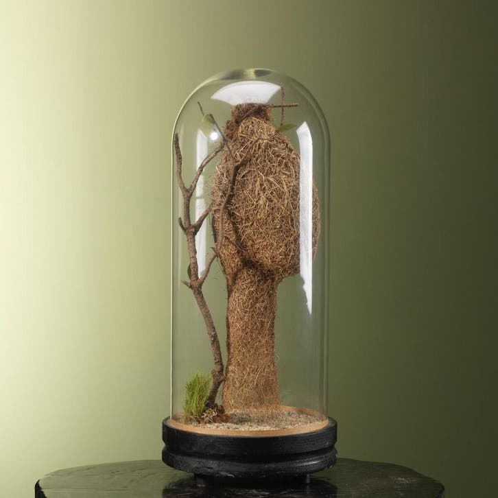 Bayawever Nest in Stolp Taxidermie Opgezette Dieren By Max, Verzamelen, Dierenverzamelingen, Opgezet dier, Nieuw, Wild dier, Ophalen of Verzenden