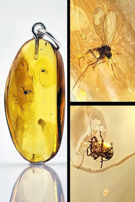 Barnsteen - Rare Baltic Amber Pendant – MOSQUITO & True Bug, Verzamelen, Mineralen en Fossielen