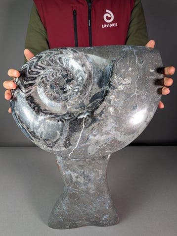 Grote ammonietensculptuur - Gefossiliseerde schelp -, Verzamelen