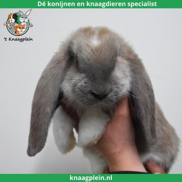 Tamme Franse Hangoren te koop! Gevaccineerd en Gecastreerd., Dieren en Toebehoren, Konijnen, Meerdere dieren, Groot, Hangoor, 0 tot 2 jaar