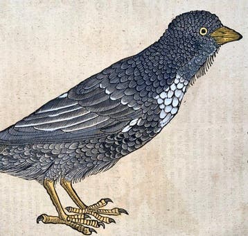 Conrad Gessner [b1516]; folio woodcut, hand coloured - Ring