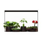 Mother Plantspectrum 16, Ophalen of Verzenden, Nieuw