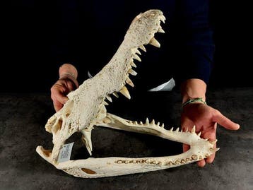enorme krokodillenschedel Taxidermie volledige montage -, Nieuw