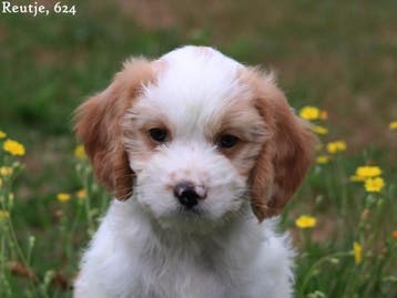 Leuke Gezelschapshondjes., Nederland, Parvo, Overige rassen, 8 tot 15 weken