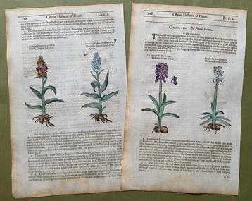5 xilografie di orchidee - 1597