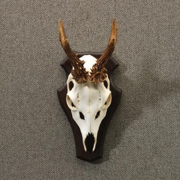 Reebok Gewei Taxidermie Opgezette Dieren By Max, Ophalen of Verzenden, Nieuw, Wild dier, Opgezet dier