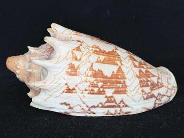 Zeeslak Zeeschelp - S-544 CYMBIOLA IMPERIALIS (Zonder, Verzamelen, Nieuw