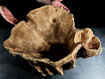 reusachtige barilspons Taxidermie volledige montage -, Nieuw