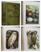 W. Swaysland - Familiar Wild Birds (With 40 Colour Plates) -