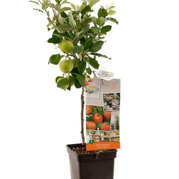 Appel James Grieve container (P18) Roze, Wit, Verzenden