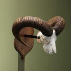Moeflon Schedel Taxidermie Opgezette Dieren By Max, Ophalen of Verzenden, Nieuw, Wild dier, Opgezet dier
