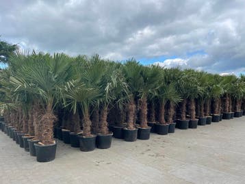 Trachycarpus fortunei palmbomen,Olijfbomen,Vijgenbomen,Vijg!, Ophalen of Verzenden, 100 tot 250 cm, Olijfboom, Volle zon