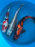 Koi en Vijverbouw   Koi veiling, Dieren en Toebehoren, Vissen | Vijvervissen, Karper of Koi