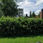 Woning te huur in Almelo - 60 m² - 3 kamer(s) - 3 kamers, Huizen en Kamers, Overige soorten, Almelo, Overijssel