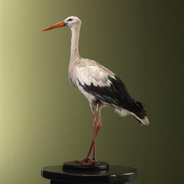 Ooievaar Taxidermie Opgezette Dieren By Max, Ophalen of Verzenden, Nieuw, Vogel, Opgezet dier