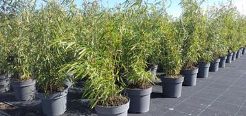 Fargesia Campbell | niet-woekerende bamboe | € 17,49, Ophalen, Bamboe, Haag, 100 tot 250 cm