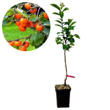 kaki Lotus Diospyros Cioccolatino + Pot 23cm, Verzenden, Volle zon