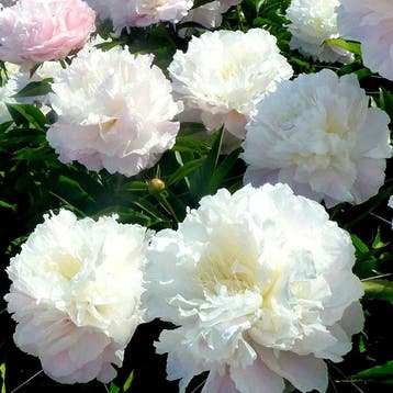 Paeonia lactiflora Shirley Temple, Verzenden