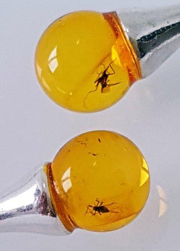 Natuurlijke Baltische amber oorbellen met fossiel
