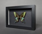 Vlinder Taxidermie volledige montage - Papilio maackii
