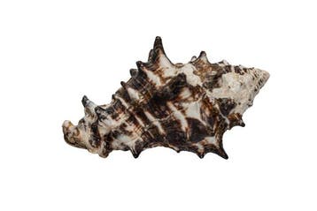 Zeldzame helmvaas in bruin  TOP toestand  Taxidermie, Antiek en Kunst